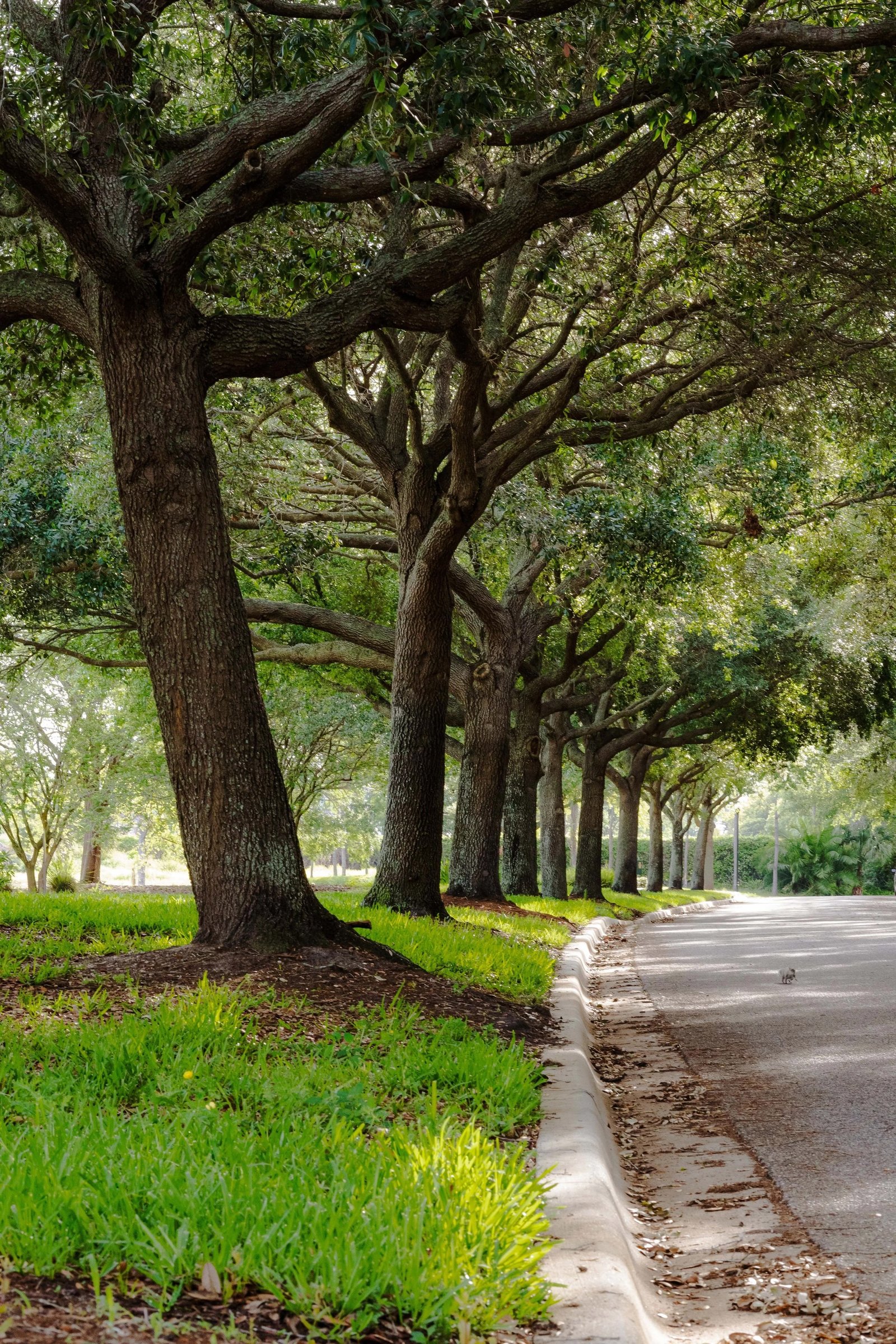 Oak-lined street in Winthrop Village